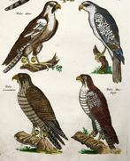 Matthäus Merian (1593-1650) - hand coloured folio: Falcons,