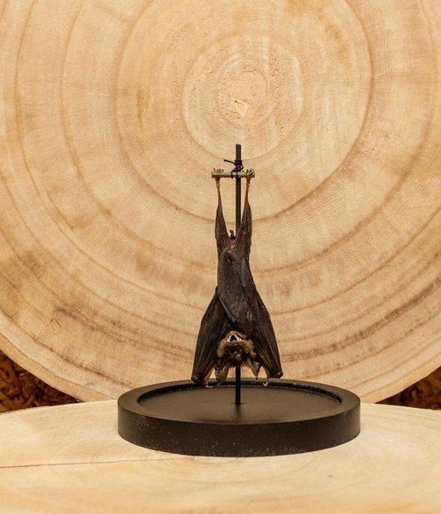Vleermuis Taxidermie volledige montage - Hipposideros, Verzamelen, Dierenverzamelingen