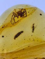 Birmese barnsteen - Barnsteen (Zonder minimumprijs)