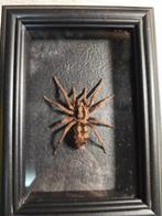 Hapalopus formosus Taxidermie volledige montage - Hapalopus, Nieuw