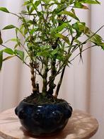 Boeddhas buik bamboe (Bambusa ventricosa) bonsai - Hoogte