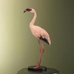 Lesser Flamingo Taxidermie Opgezette Dieren By Max, Verzamelen, Dierenverzamelingen, Ophalen of Verzenden, Nieuw, Vogel, Opgezet dier