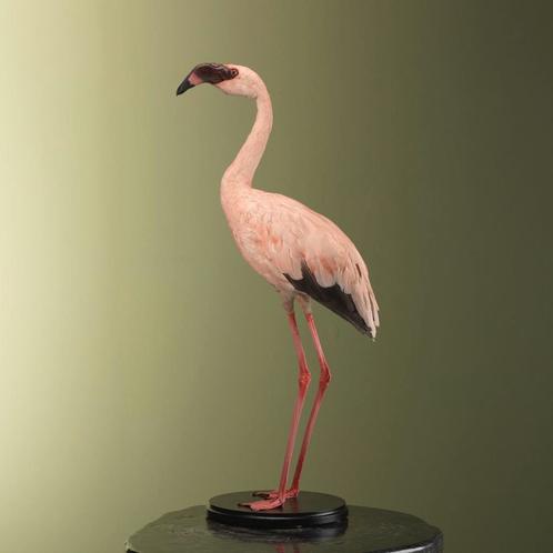 Lesser Flamingo Taxidermie Opgezette Dieren By Max, Verzamelen, Dierenverzamelingen, Opgezet dier, Nieuw, Vogel, Ophalen of Verzenden