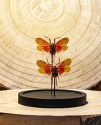 Insect Taxidermie volledige montage - Scamandra sanguiflua -, Verzamelen, Nieuw