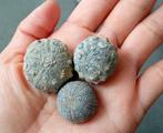 Natuurlijke zee-egels - Gefossiliseerd dier - psephechinus, Verzamelen, Mineralen en Fossielen