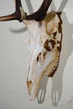 Large Red Stag Trophy Schedel - Cervus elaphus - 30 cm - 85
