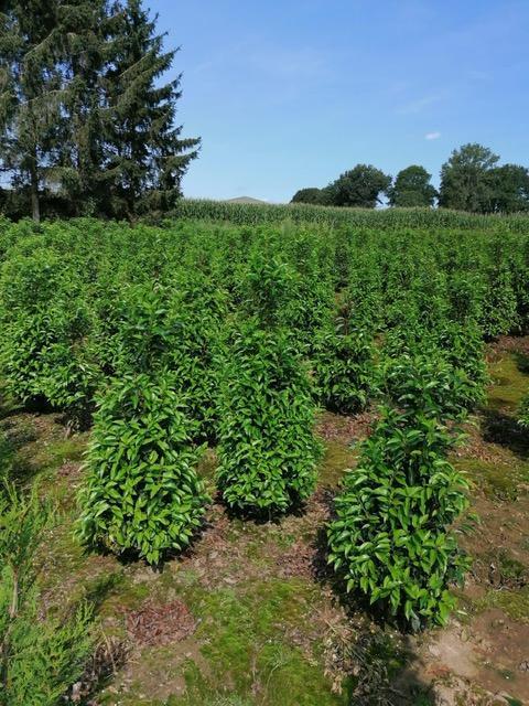 Grthandel en particulieren laurieren en coniferen in Riemst, Tuin en Terras, Planten | Struiken en Hagen, Haag, 100 tot 250 cm