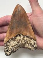 Megalodon tand 11,8 cm - Fossiele tand - Carcharocles, Verzamelen, Mineralen en Fossielen