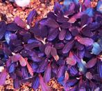 Bucephalandra Brownie Purple, Animaux & Accessoires, Poissons | Aquariums & Accessoires, Verzenden
