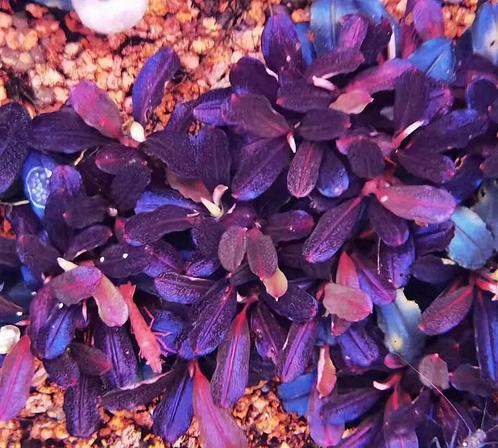 Bucephalandra Brownie Purple, Animaux & Accessoires, Poissons | Aquariums & Accessoires, Envoi