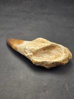 Mosasaurus - Gefossiliseerd dier - 10 cm (Zonder