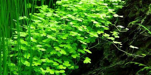 Hydrocotyle Japan - In Vitro, Dieren en Toebehoren, Vissen | Aquaria en Toebehoren, Nieuw, Verzenden
