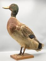 Eend Taxidermie volledige montage - Anas platyrhynchos - 44, Nieuw