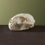 Serval Schedel Taxidermie Opgezette Dieren By Max, Verzamelen, Ophalen of Verzenden, Nieuw, Wild dier, Schedel