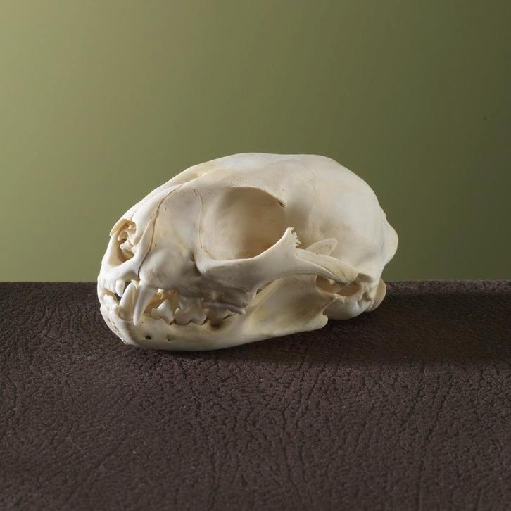 Serval Schedel Taxidermie Opgezette Dieren By Max, Verzamelen, Dierenverzamelingen, Schedel, Nieuw, Wild dier, Ophalen of Verzenden