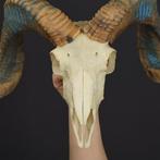 geit Schedel - goat - 28 cm - 61 cm - 18 cm - (1), Collections, Collections Animaux
