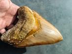 Megalodon - Fossiele tand - 148 mm - 110 mm, Verzamelen, Mineralen en Fossielen