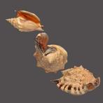 oranje gekleurde monding  akkerbouw-schelp  Taxidermie, Nieuw