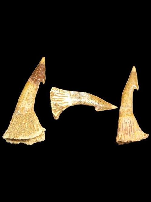 Dents naturelles - Dents fossiles - Tiburón Sierra Fósiles, Verzamelen, Mineralen en Fossielen
