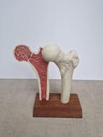 Anatomisch model - kunsthars - 1970-1980 - Anatomisch model