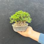 Bonsai van lonicera - Hoogte (boom): 12 cm - Diepte (boom):
