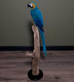 Blauw-gele Ara Taxidermie Opgezette Dieren By Max, Verzamelen, Dierenverzamelingen, Nieuw, Opgezet dier, Vogel, Ophalen of Verzenden
