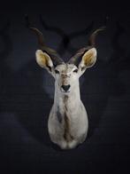 Greater Kudu Shoulder-mount - Schedel - Tragelaphus, Verzamelen, Dierenverzamelingen, Nieuw