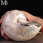 Fossil Nautilus – Aragoniet GEM Een Oude Geest van de