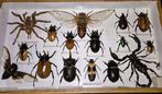 Sculpture, Lot van opgezette insecten - 35.5 cm - divers