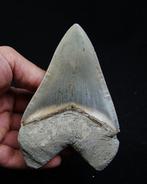 Mégalodon - Dent fossile - Otodus Megalodon, Verzamelen