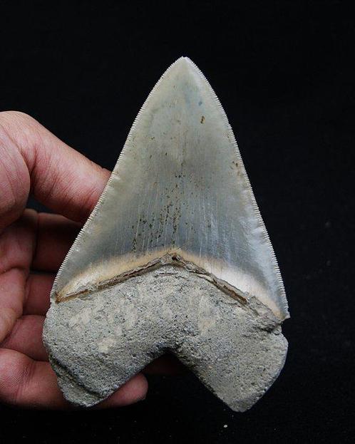 Mégalodon - Dent fossile - Otodus Megalodon, Verzamelen, Mineralen en Fossielen