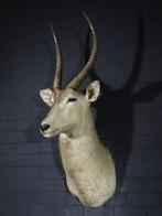 Antilope aquatique Support mural pour taxidermie - Kobus, Nieuw