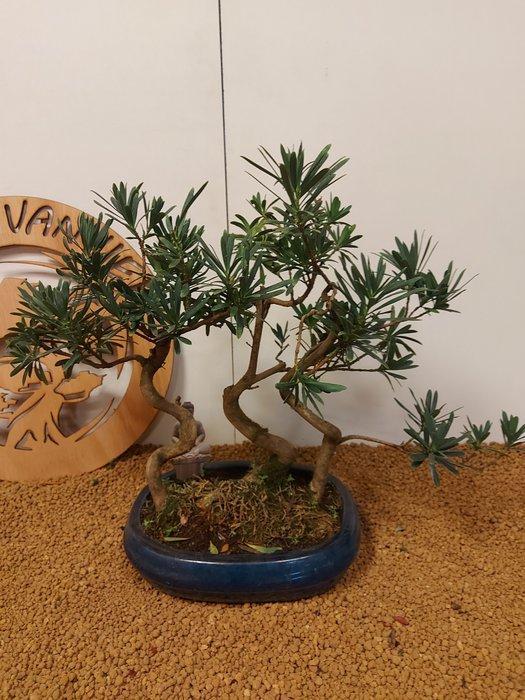 Boeddha-den bonsai (Podocarpus macrophyllus) - Hoogte, Antiquités & Art, Curiosités & Brocante