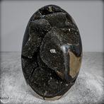 Zeer decoratieve septarien Druzen, met Calcietkristallen-, Verzamelen, Mineralen en Fossielen