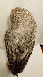 hibou de Laponie Support de corps entier pour taxidermie -, Nieuw