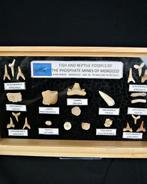 Haai - Fossiele tand - 25 cm (Zonder minimumprijs)