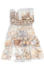 Petite et fine collection de coquillages. Squelette - div -