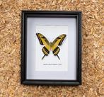 Vlinder Taxidermie volledige montage - Papilio thoas cinyras, Nieuw