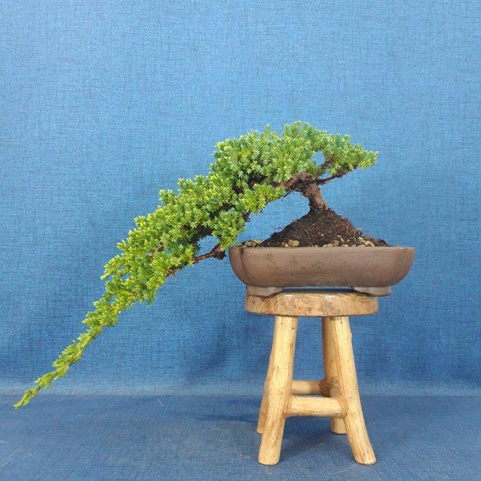 Bonsaï Genévrier (Juniperus) - Hauteur (arbre) : 13 cm -, Antiquités & Art, Curiosités & Brocante