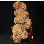 256 g XL 12,20 x 4,90 cm fossiel coproliet van dinosaurus of