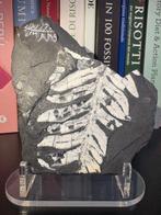 Varen - Gefossiliseerde plant - Alethopteris Ionchica - 9 cm