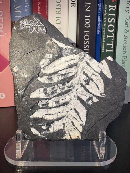 Varen - Gefossiliseerde plant - Alethopteris Ionchica - 9 cm, Verzamelen, Mineralen en Fossielen