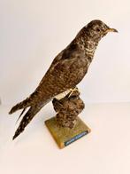 Jonge koekoek (met ring) Taxidermie volledige montage -, Nieuw