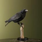 Kraai Taxidermie Opgezette Dieren By Max, Verzamelen, Dierenverzamelingen, Ophalen of Verzenden, Nieuw, Vogel, Opgezet dier