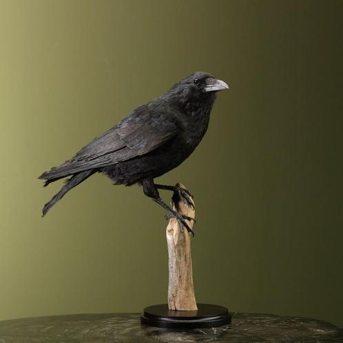 Kraai Taxidermie Opgezette Dieren By Max, Verzamelen, Dierenverzamelingen, Opgezet dier, Nieuw, Vogel, Ophalen of Verzenden