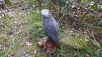 Perroquet Support de corps entier pour taxidermie -, Collections