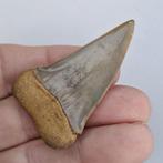 Requin - Dent fossile - cosmopolitodus hastalis - 5.4 cm -, Collections
