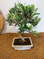 Olijf bonsai (Olea europaea) - Hoogte (boom): 27 cm - Diepte