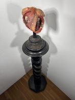 Anatomisch model - Gips, Hout, Verf - 1900-1910 - Antico