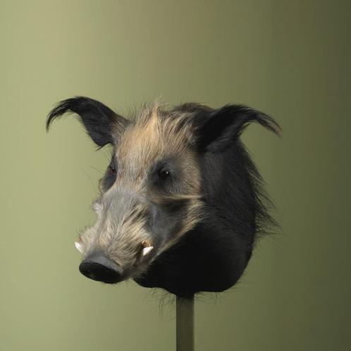 Penseelzwijn Taxidermie Opgezette Dieren By Max, Verzamelen, Dierenverzamelingen, Opgezet dier, Nieuw, Wild dier, Ophalen of Verzenden